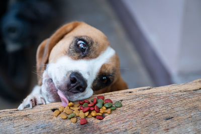 Close-up portrait of dog feeding on food