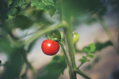 Close-up of red tomatoes on plant