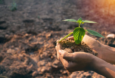 Close-up of hand holding small plant
