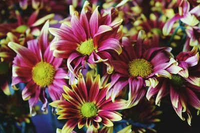 Close-up of dahlia blooming outdoors