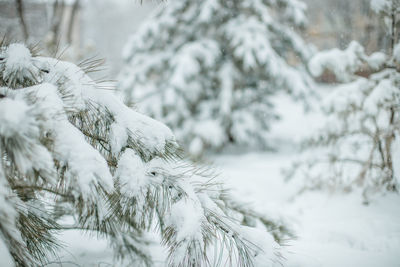 Close-up of snow covered pine trees