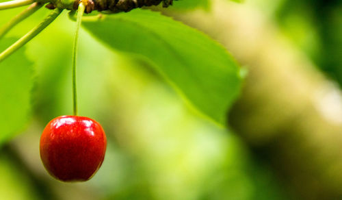 Close-up of strawberry growing on plant