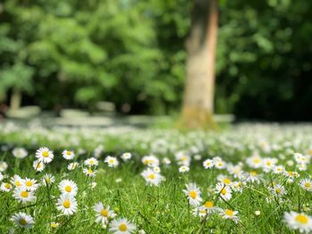 White flowering plants on field