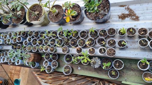 High angle view of potted plants