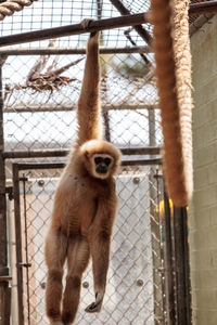 Monkey hanging in cage at zoo