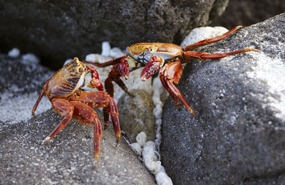 Close-up of crab on rock