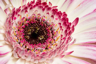 Close-up of pink daisy flower