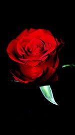 Close-up of red rose against black background