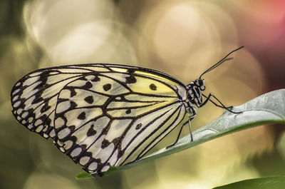 Close-up of butterfly perching on leaf