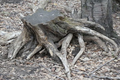 High angle view of driftwood on tree trunk