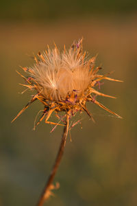 Close-up of wilted plant