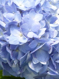 Full frame shot of fresh purple hydrangeas