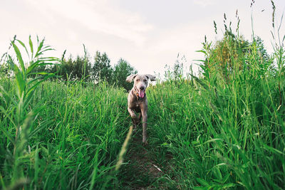 Dog on grassy field