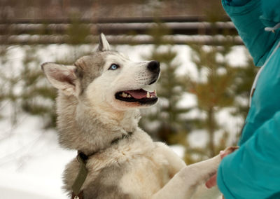 Midsection of person with dog