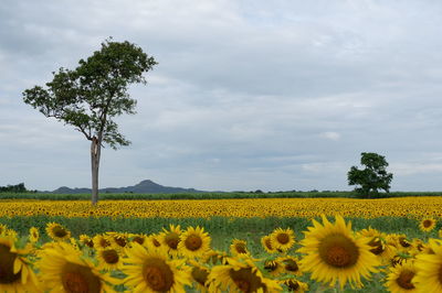 Scenic view of sunflower field against cloudy sky