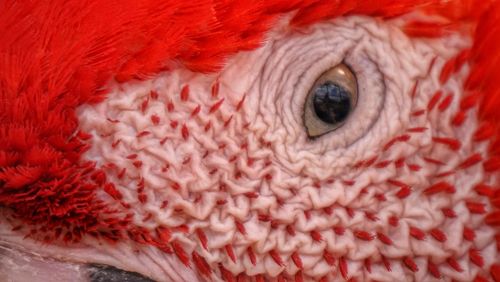 Close-up portrait of a bird
