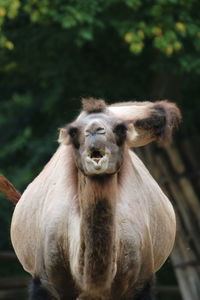 Close-up portrait of lion