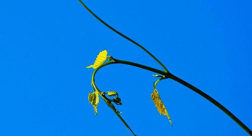 Low angle view of trees against clear blue sky