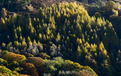 Pine trees in forest