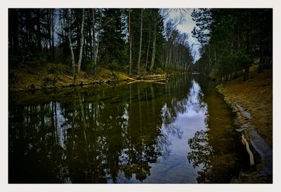 Scenic view of lake in forest