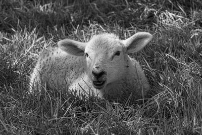 Four week old lamb low angle view portrait in green grass field