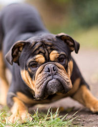 Close-up of dog