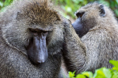 Close-up of female olive baboon grooming male