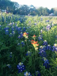 Close-up of purple flowers blooming in field