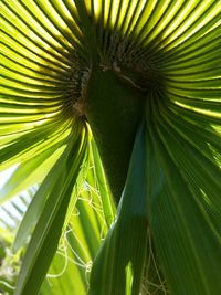 Close-up of palm leaves