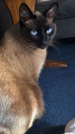 Close-up portrait of a cat