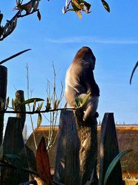 Low angle view of horse on tree against sky