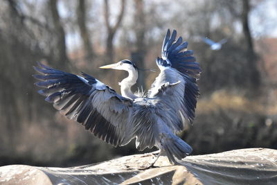 bird