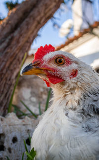 Close-up of chicken