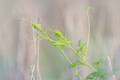 Close-up of plant