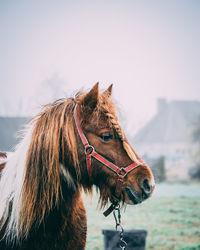 Close-up of a horse against the sky