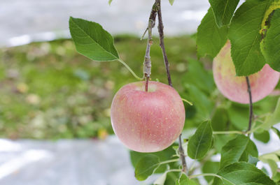 Close-up of strawberry hanging on tree