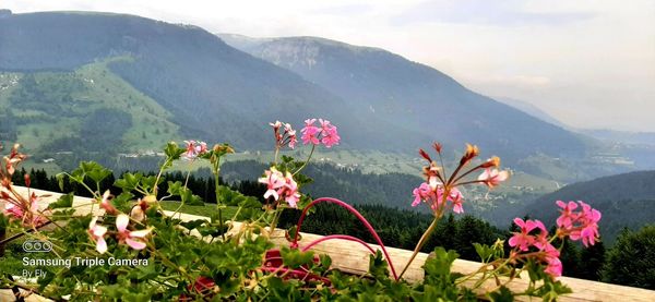 Scenic view of flowering plants and mountains against sky