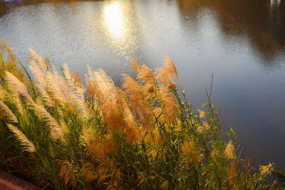 High angle view of plants in lake