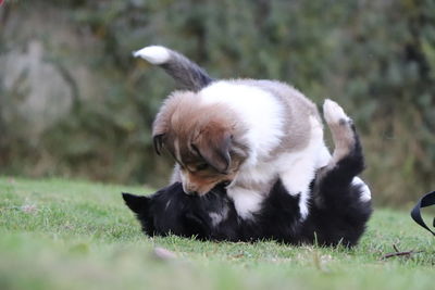 High angle view of puppy on field