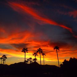 Silhouette of trees at sunset