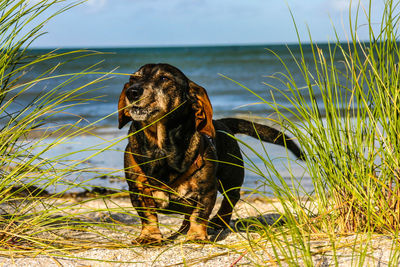 Dog standing on sand at beach