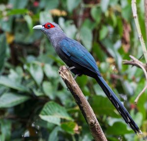 Close-up of bird perching on branch