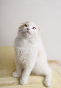 Portrait of white cat sitting against wall