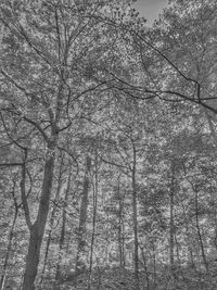 Low angle view of bare trees in forest