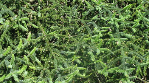 Close-up of fresh green leaves