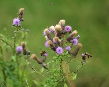 Bee pollinating on purple flower