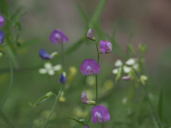 Close-up of purple flowering plant