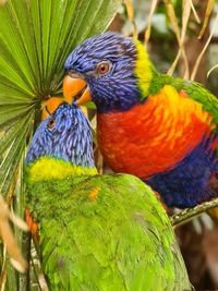 Close-up of parrot