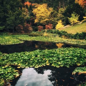 Plants growing in pond during autumn