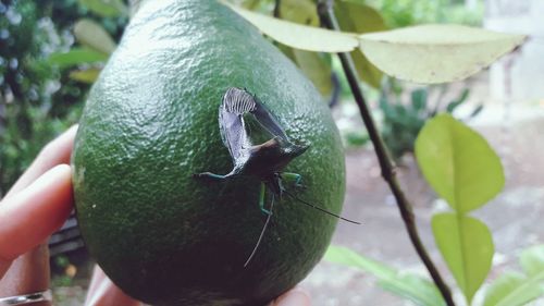 Close-up of hand feeding on leaf